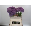 Allium Grootbloemig
