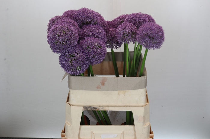 <h4>Allium Grootbloemig</h4>