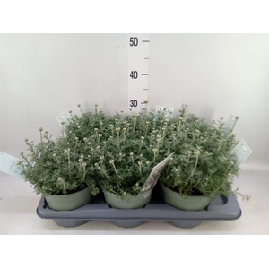 Rhodanthemum  'Casablanca'