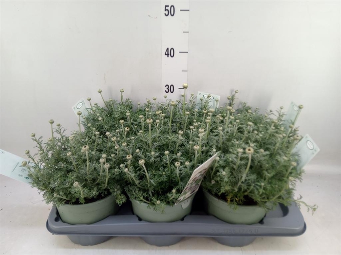 <h4>Rhodanthemum 'Casablanca'</h4>