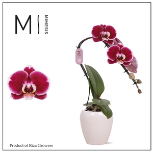 Phalaenopsis Swan Red 1 spike – 7cm in Martine White Ceramic | Mimesis