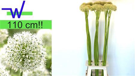 <h4>ALLIUM MOUNT EVEREST</h4>