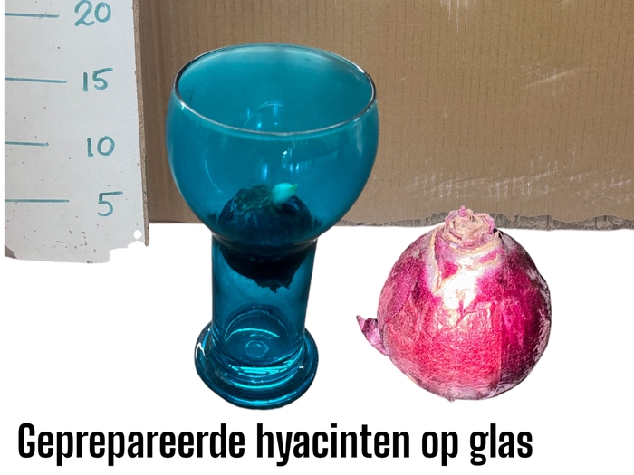 <h4>BLOEMBOL HYACINT GEM</h4>