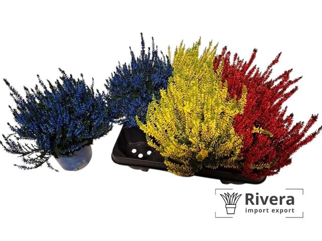 <h4>!! PROMO !! CALLU PAINTED P13</h4>