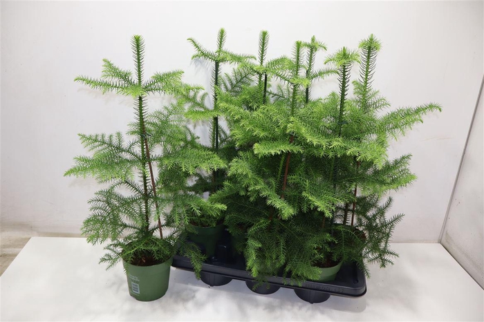 <h4>Arau Heterophyl</h4>