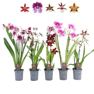 Inca Orchid mix 2 spike 9cm