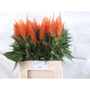 Cel P Apricot Brandy