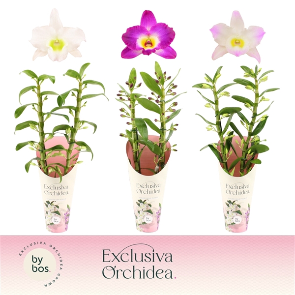 <h4>Dendrobium nobile mixed</h4>