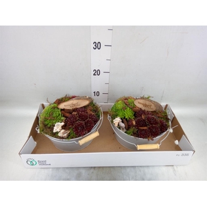 Arr.  Sempervivum L%