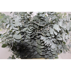 FOLHAGEM EUCAFLOR