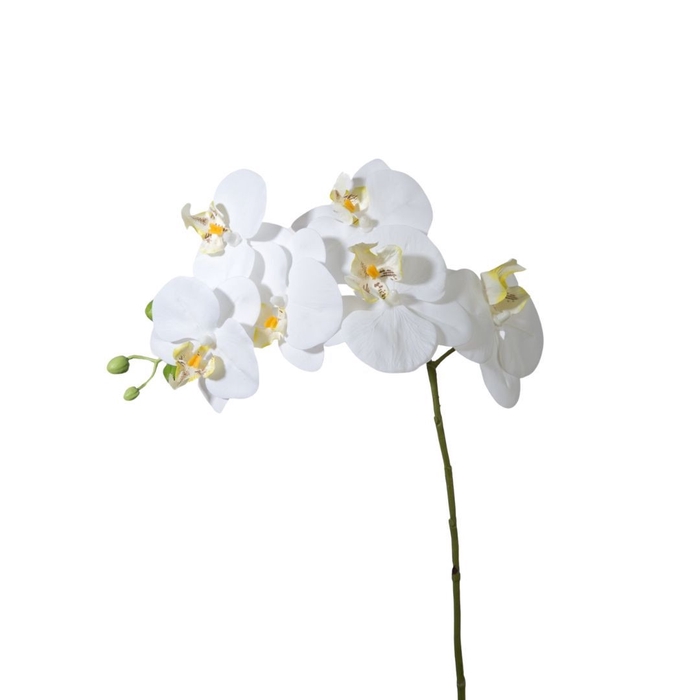 Phalaenopsis 68cm