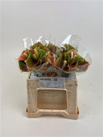 <h4>ANTH A PEACHY LOVE</h4>