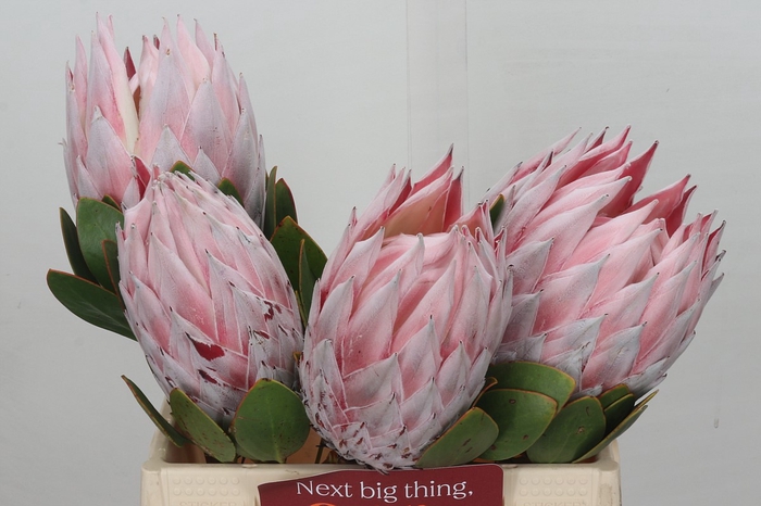 <h4>Protea Cynaroides Grande</h4>