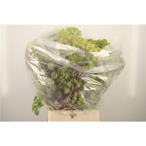 Angelica Gigas