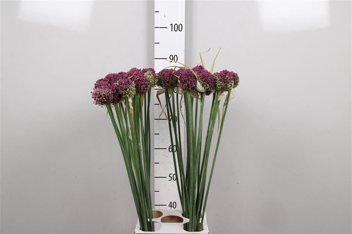 <h4>Allium Pink Lady</h4>