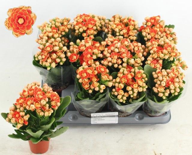 <h4>KAL GE MF GENEVA</h4>