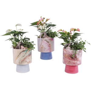 Yearround Arr. Indoor Ceramic Fresh Breeze FB676 Ø14cm 2PP