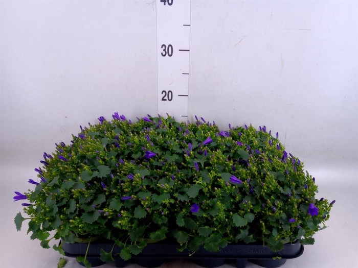 <h4>Campanula porten.</h4>