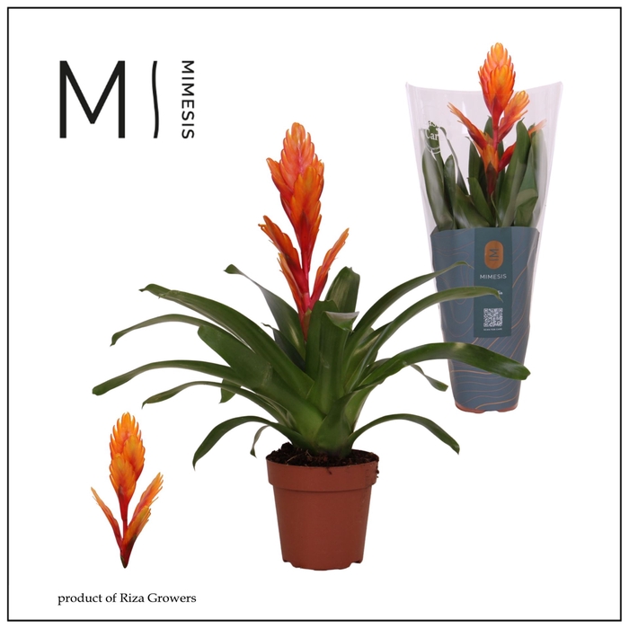 <h4>Vriesea Intenso Orange</h4>
