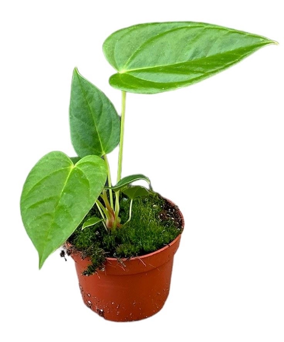 Anthurium blad