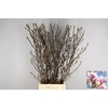 MAGNOLIA SOULANGEANA 120CM