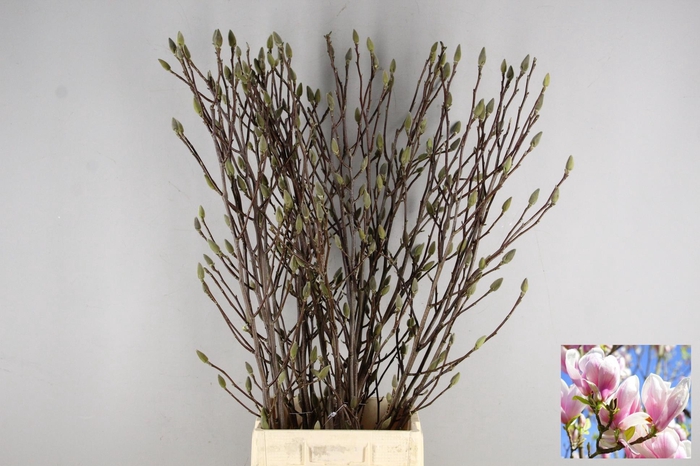 MAGNOLIA SOULANGEANA 120CM