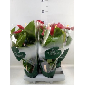 Anthurium andr. 'Nevada'