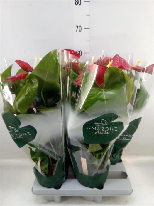 <h4>Anthurium andr. 'Nevada'</h4>