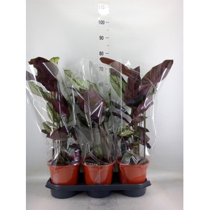 Calathea majestica 'Whitestar'