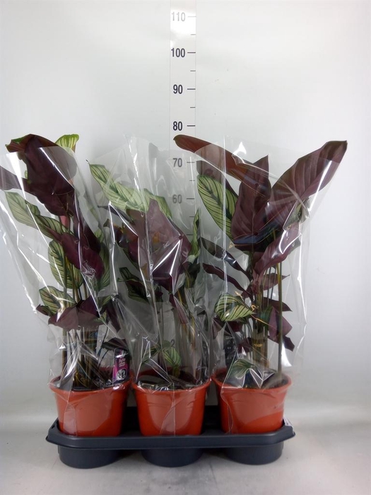 <h4>Calathea majestica 'Whitestar'</h4>