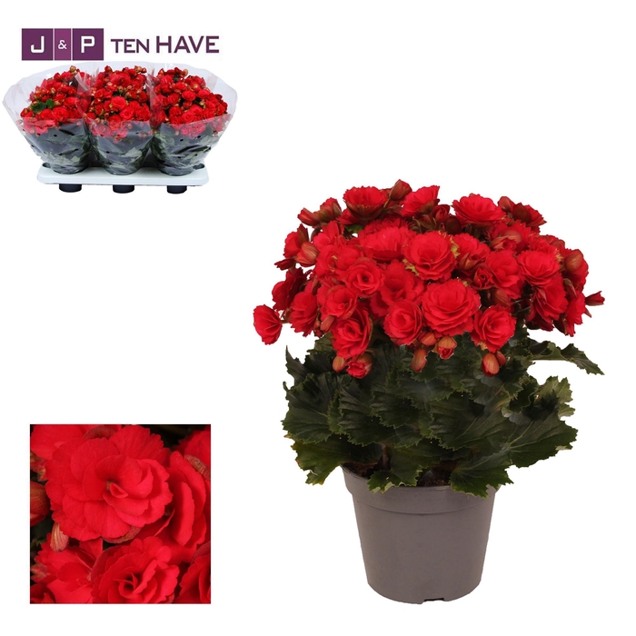 <h4>Winterbegonia 'Grace'' rood 14 cm</h4>
