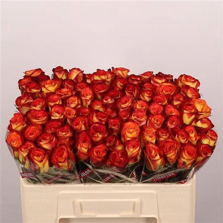 <h4>Rosa a grande fleur Firefox</h4>