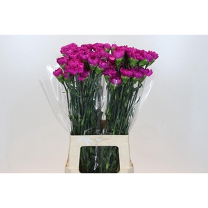 Dianthus St Tiefepolo
