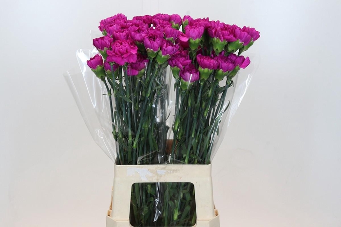 <h4>Dianthus St Tiefepolo</h4>