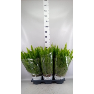 Nephrolepis exal. 'Sonata'