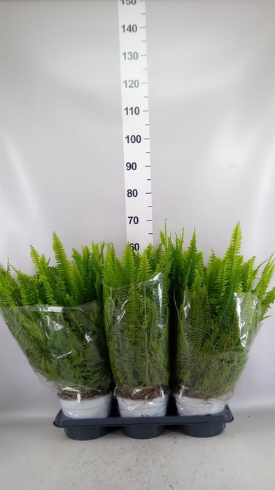<h4>Nephrolepis exal. 'Sonata'</h4>