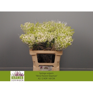 SYR V MME FL STEPMAN