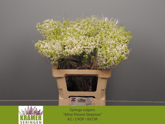 <h4>SYR V MME FL STEPMAN</h4>