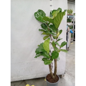 Ficus lyrata