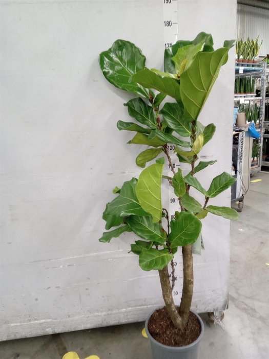 <h4>Ficus lyrata</h4>