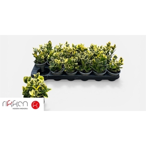 EUONYMUS JA MARIEKE