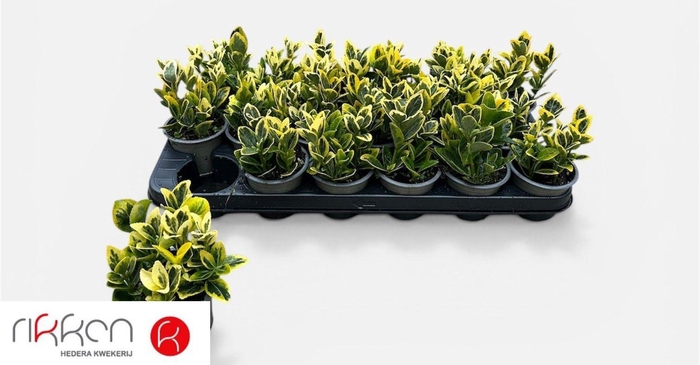 <h4>EUONYMUS JA MARIEKE</h4>