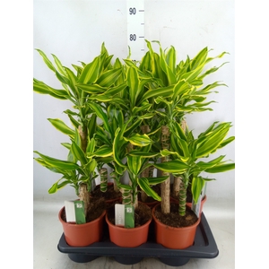 Dracaena frag. 'Golden Queen'