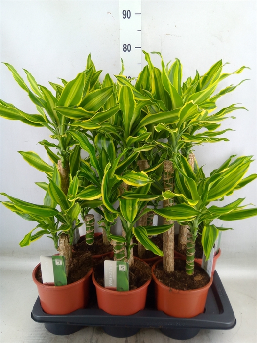 <h4>Dracaena frag. 'Golden Queen'</h4>