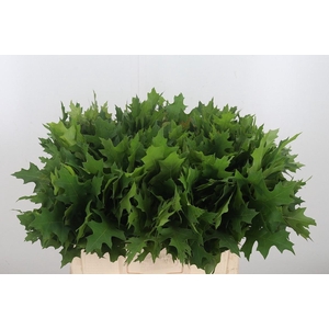 Querc Palustris