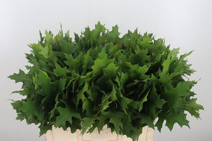 <h4>Querc Palustris</h4>