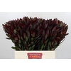 Leucadendron Saf Sunset Dark R.