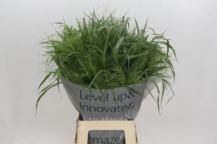 <h4>PANIC VI FONTAINE</h4>