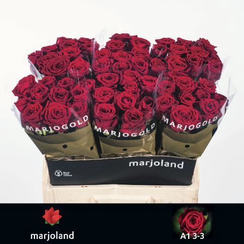 <h4>ROSA GR 'RED NAOMI'</h4>