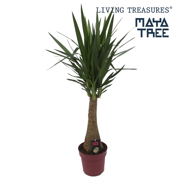 <h4>Yucca "Maya Tree" 60stam P27</h4>